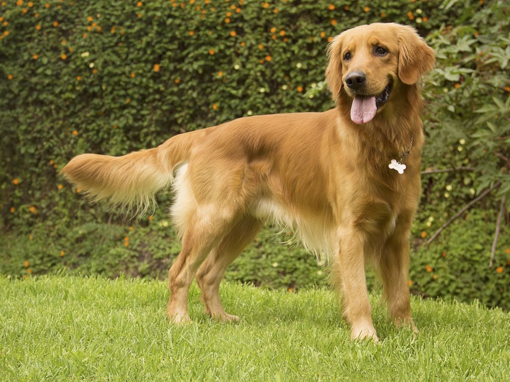 GOLDEN RETRIEVER